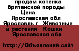 продам котенка британской породы › Цена ­ 1 000 - Ярославская обл., Ярославль г. Животные и растения » Кошки   . Ярославская обл.
